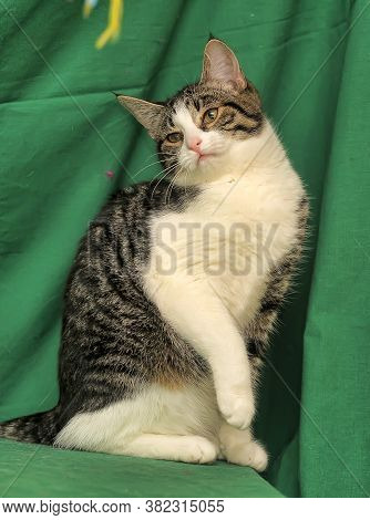Gray With White Tabby Cat On A Green Background