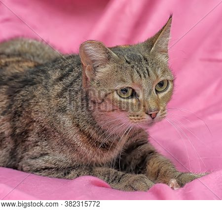 Striped Cat With A Clipped Ear