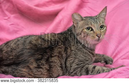 Striped Cat With A Clipped Ear