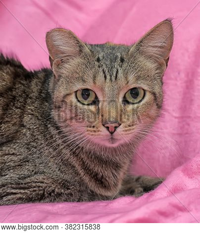 Striped Cat With A Clipped Ear