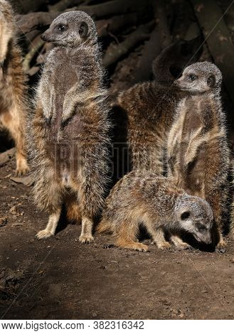 The Meerkat Or Suricate Is A Small Mongoose Found In Southern Africa. It Is Characterised By A Broad