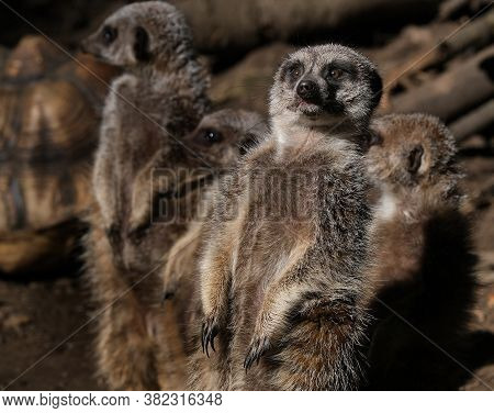 The Meerkat Or Suricate Is A Small Mongoose Found In Southern Africa. It Is Characterised By A Broad