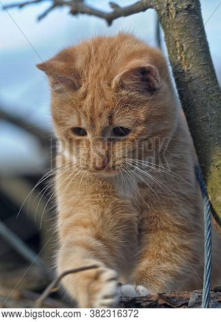 Red Cat On A Tree