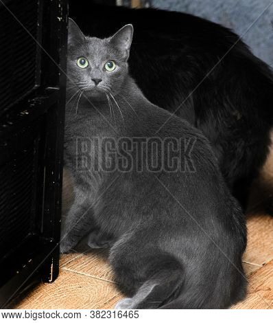 Very Thick Gray Short-haired Cat Close Up