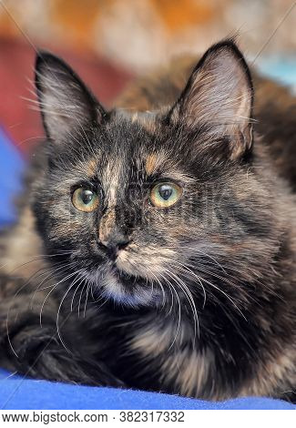 Young Tortoiseshell. Cat
