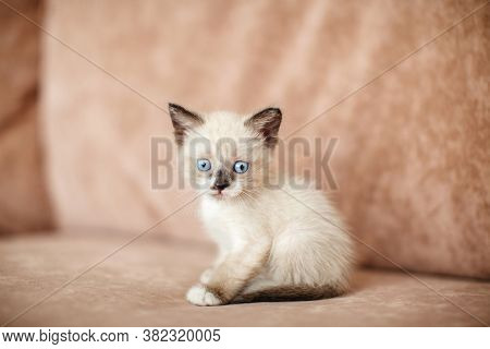 Kitten on the brown sofa. Little cut cat at home
