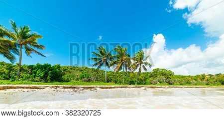 Le Saline Beach In Guadeloupe Under A Blue Sky, French West Indies. Lesser Antilles, Caribbean Sea