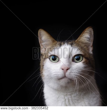 Tabby Cat Looking Curious To The Camera. Square Image With Copy Space.