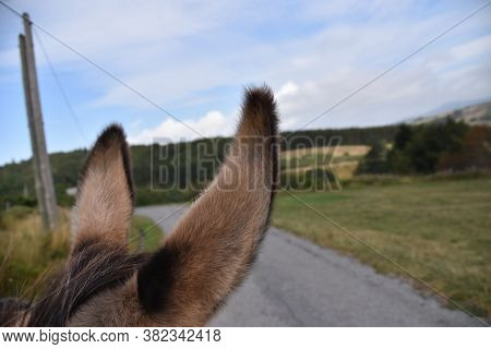 Ears Of A Donkey Focus With A Path Visible