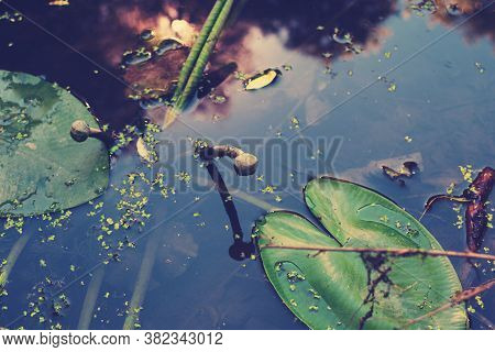 Blooming Bud, Young Plant. Yellow Lotus Flower Or Water Lily. Leaves And Lotus Bud In A Pond. Lotus 
