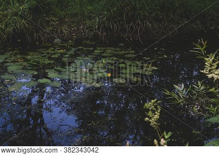Yellow Lotus Flower Or Water Lily. Lotus Leaves And Lotus Bud In A Pond. Lotus Season In Losiny Ostr