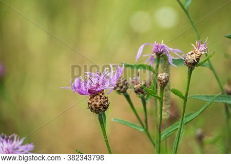 Grow Purple Flowers Of Serratula Lycopifolia Plant.