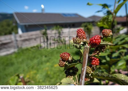 Feldkirch, Austria - July 26, 2020: Raspberries In The Garden And A Fenced House In The Background