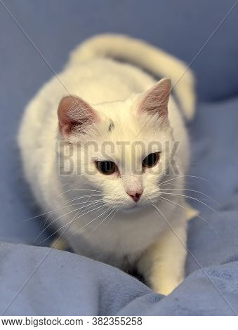 White Albino Cat