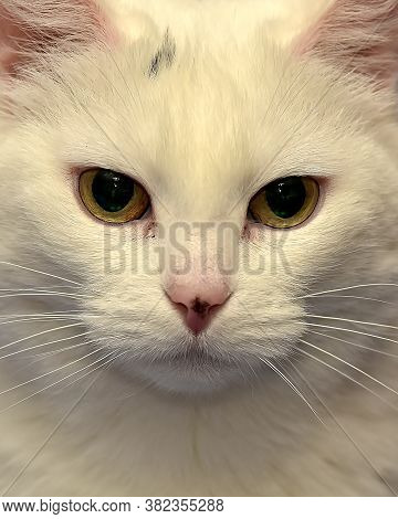White Albino Cat
