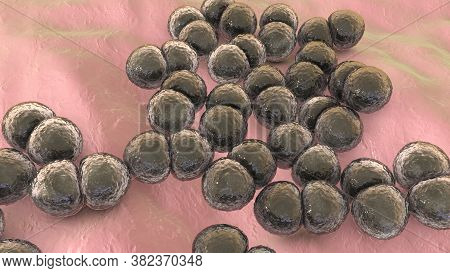 Bacteria Streptococcus Pneumoniae, 3d Illustration. Gram-positive Diplococci, The Causative Agent Of