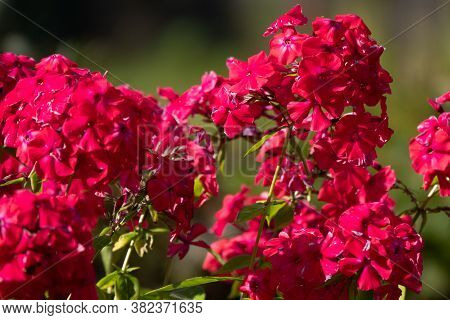 Phlox Paniculata, Fall Phlox, Garden Phlox Perennial Phlox