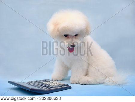 A Smart Bichon Frise Sits Next To A Calculator. Smart Dog Counts On A Calculator