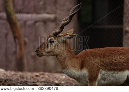 An Adult Black Buck Side View With Horns