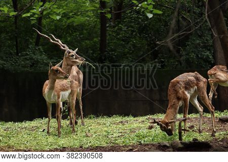 Herd Of Vulnerable Species Of Reindeer And Buck Grazing The Grassland. Deers Looking In Same Directi