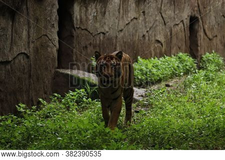 A Deadly Tiger Walking In The Dark Forest