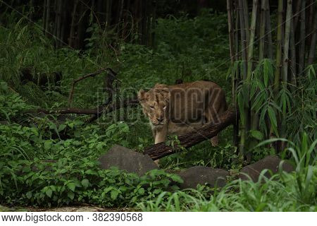 A Wild Lioness, Lion In The Jungle