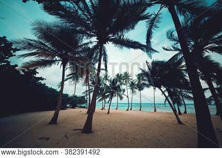 Coconut Palm Trees In Bois Jolan Beach At Sunset. Guadeloupe, Caribbean Sea