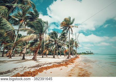 Palm Trees By The Water In Bois Jolan Beach In Guadeloupe, French West Indies. Lesser Antilles, Cari