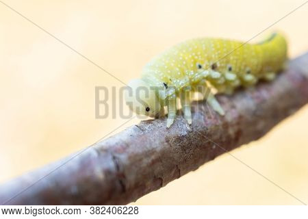 A Pretty Birch Sawfly Caterpillar (cimbex Femoratus) Feeding On Silver Birch In Woodland