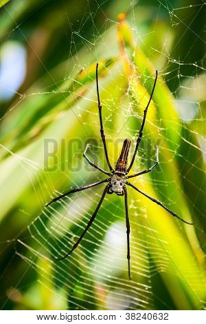 Femmina Golden Web Spider (nephila Pilipes), Bali, Indonesia.