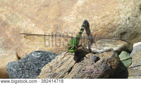 An Eastern Pondhawk Dragonfly At North Point State Park In Edgemere, Marytand
