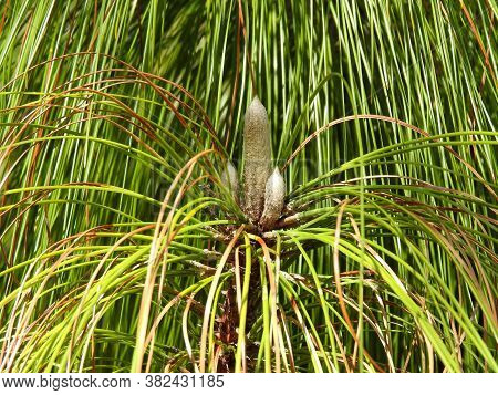 Longleaf Pine (pinus Palustris) At A Botanical Garden In Florida