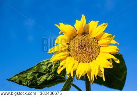 Sunflower Blooming, Sunflower Oil Improves Skin Health And Promote Cell Regeneration