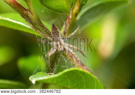 Small Garden Nursery Web Spider (pisaura Mirabilis) Waiting For Its Prey. Europe, Czech Republic Wil