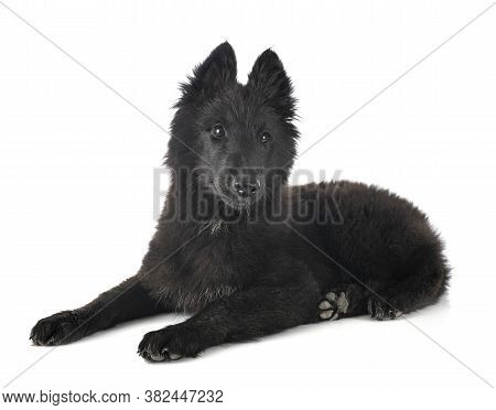 Puppy Groenendael Dog In Front Of White Background
