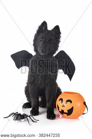 Puppy Groenendael Dog In Front Of White Background
