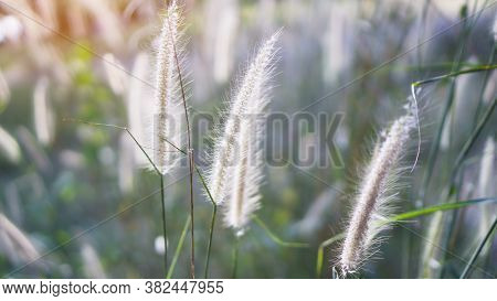 Softhy Fluffy White Petals Of Flowering Desho Grass, Known As Pennisetum Pedicellatum Plant, Bloomin