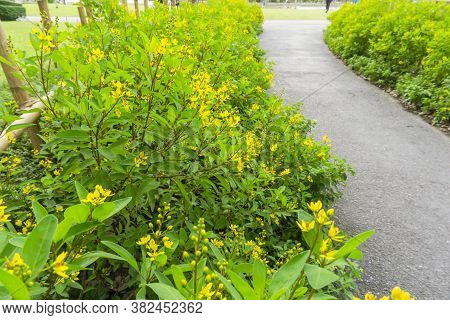 Gold Shower Known As Galphimia Is A Yellow Flowering Shrub With Green Oval Leaf, The Gray Asphalt Wa