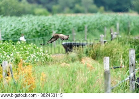 One Common Buzzard, Buteo Buteo, On Spring Field, One Buzzard With Spread Wings Taking, Place For Te