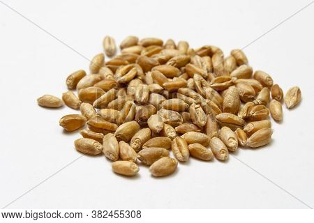 Wheat Grains On A White Background. Heap Of Cereal Grains Isolated Close Up. Seeds Of Barley, Wheat,