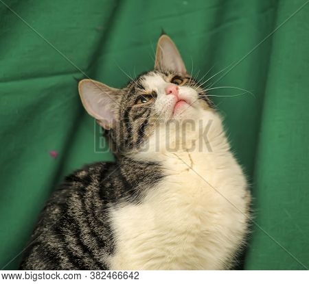 Gray With White Tabby Cat On A Green Background