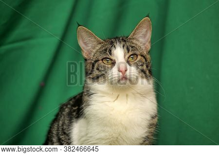 Gray With White Tabby Cat On A Green Background