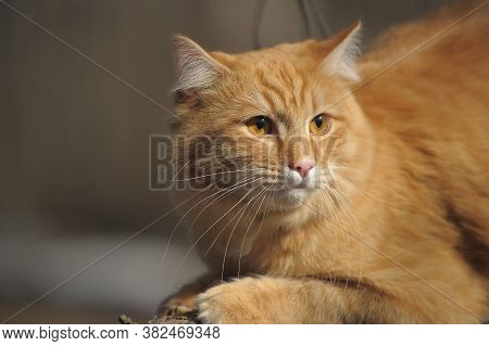 Beautiful Red Cat Sleeping On Plum Tree Branch In Garden.