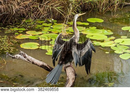 Selective Focus, Anhinga (snakebird) Sitting On The Branch, Australia
