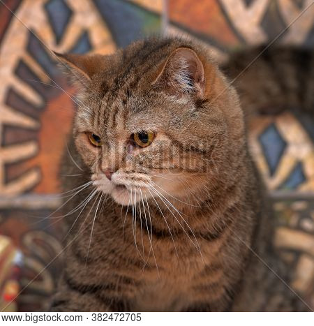 Beautiful Scottishstraight Cat With Yellow Eyes Close Up