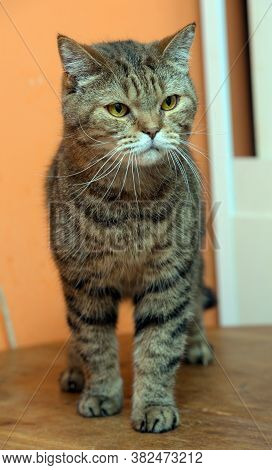 Scottishstraight Cat With Yellow Eyes