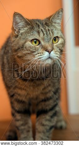 Scottishstraight Cat With Yellow Eyes