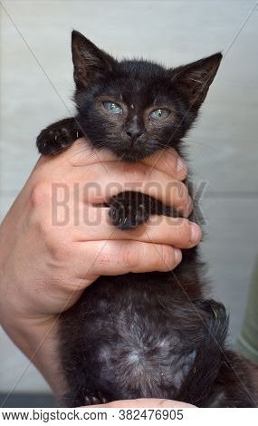 Black Kitten In Hands