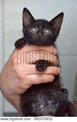Black Kitten In Hands