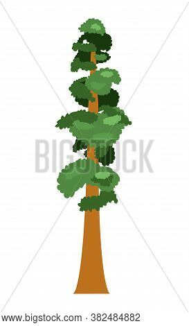 Sequoia. Isolated Tree On A White Background. Vector Illustration.
